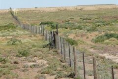 The Dog Fence near Marree
